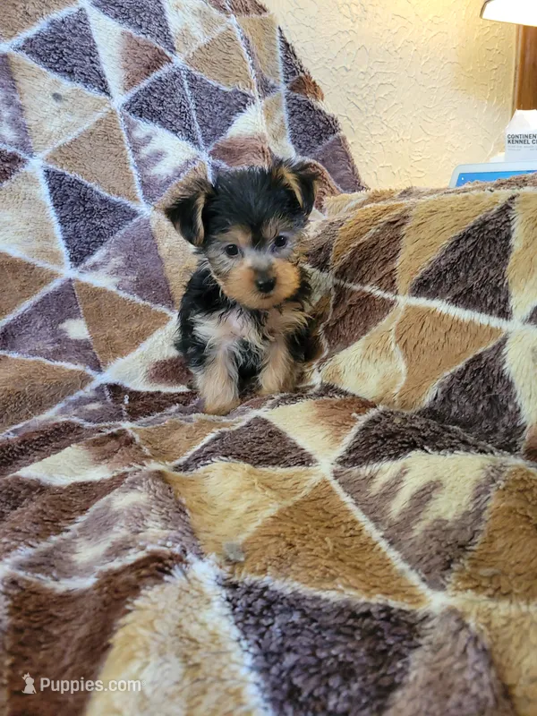 Yorkie 2 – Yorkshire Terrier puppy for sale in Ashland, KY