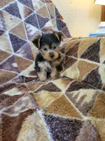 Yorkie 2, a female Yorkshire Terrier for sale in Ashland, KY – 1 of 3