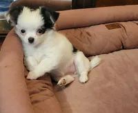 Chihuahua , a female Chihuahua for sale in Portsmouth, OH – 2 of 4