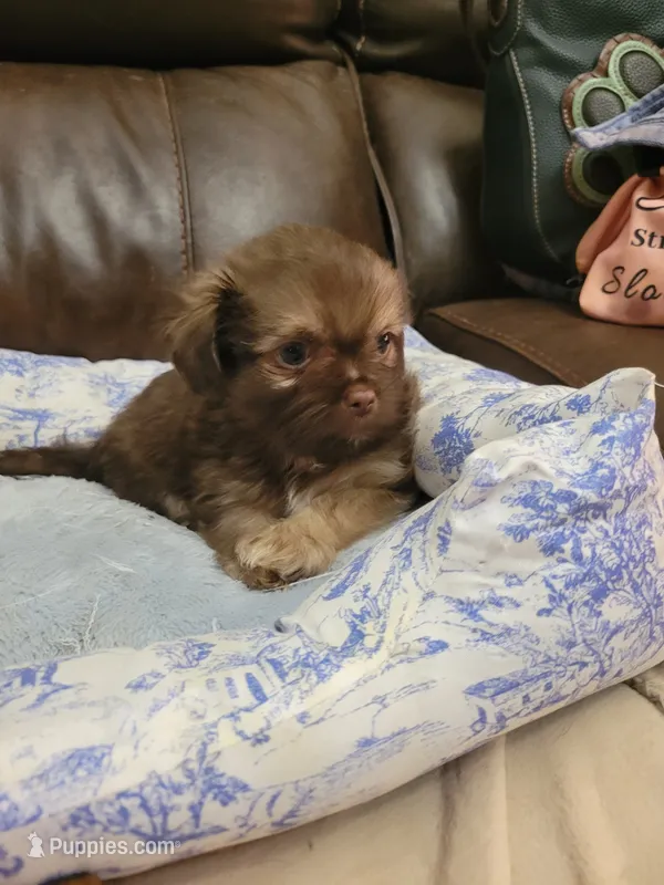 Shih tzu 1 – Shih Tzu puppy for sale in Ashland, KY