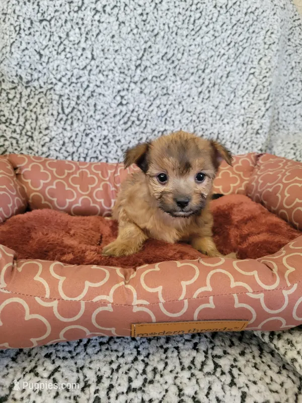 Yorkie 2 – Chihuahua, Yorkshire Terrier puppy for sale in Ashland, KY