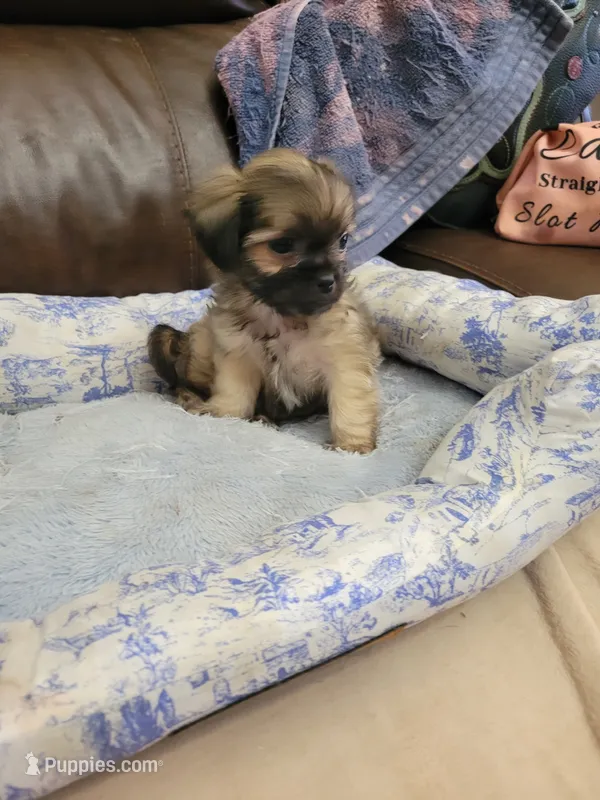 Shih tzu 2 – Shih Tzu puppy for sale in Ashland, KY