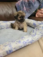 Shih tzu 2, a male Shih Tzu for sale in Ashland, KY – 1 of 3