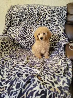 Poodle 4, a male Poodle - Toy  for sale in Portsmouth, OH – 5 of 5