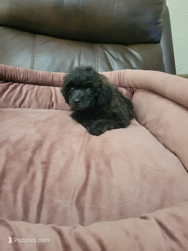 Poodle – Poodle - Toy  puppy for sale in Portsmouth, OH