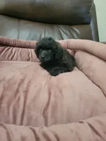 Poodle, a male Poodle - Toy  for sale in Portsmouth, OH – 1 of 2