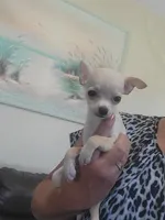 Chihuahua 2, a male Chihuahua for sale in Portsmouth, OH – 4 of 4