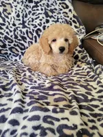 Poodle 4, a male Poodle - Toy  for sale in Portsmouth, OH – 3 of 5