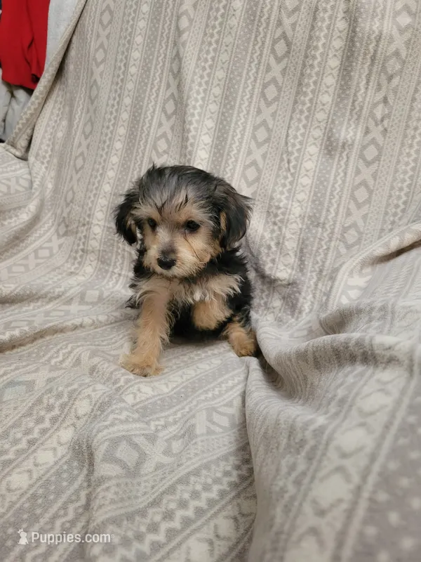 Yorkie poo girl1 – Yorkipoo puppy for sale in Portsmouth, OH