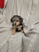 Yorkie poo girl1, a female Yorkipoo for sale in Portsmouth, OH – 1 of 4