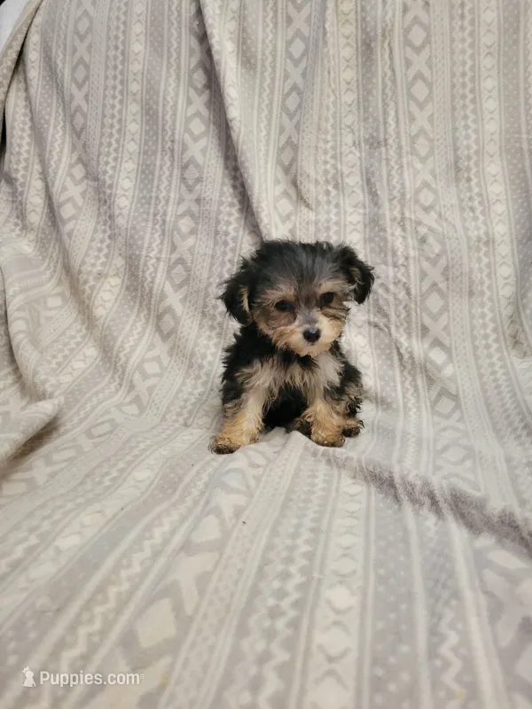 Yorki poo girl 2 – Yorkipoo puppy for sale in Portsmouth, OH