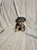 Yorki poo girl 2, a female Yorkipoo for sale in Portsmouth, OH – 1 of 3