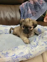 Shih tzu 2, a male Shih Tzu for sale in Ashland, KY – 2 of 3