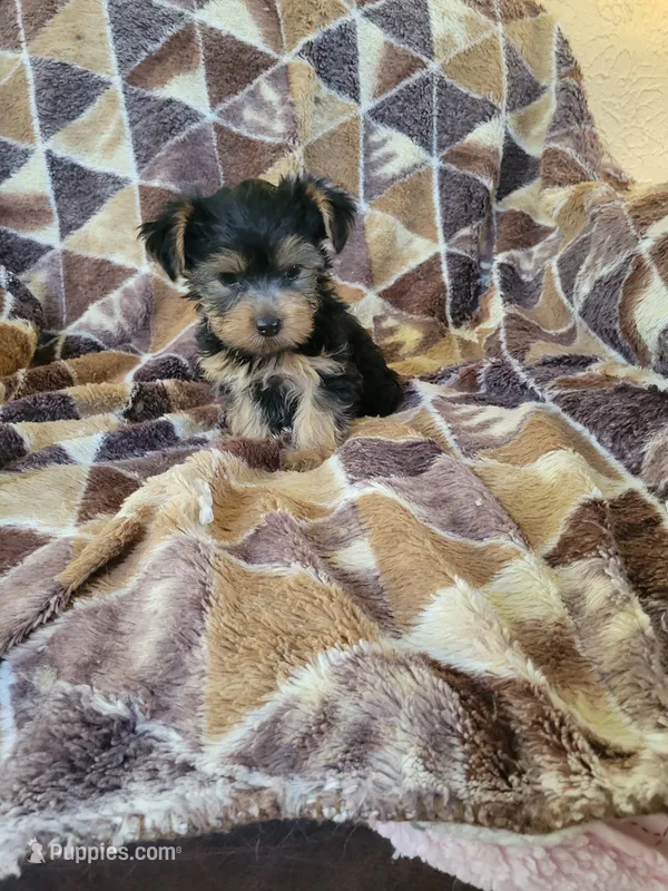 Yorkie 3 – Yorkshire Terrier puppy for sale in Portsmouth, OH