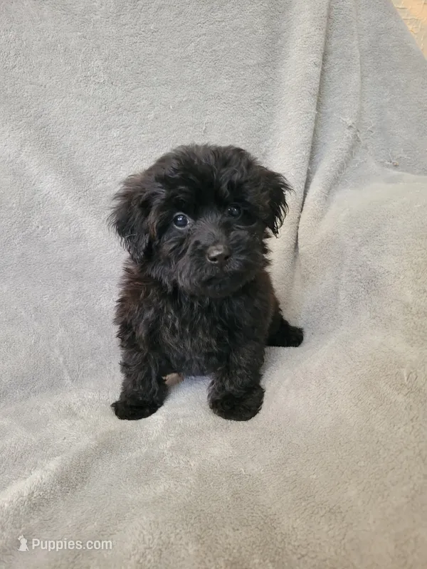 Yorki poo girl – Yorkipoo puppy for sale in Ashland, KY