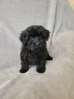 Yorki poo girl, a female Yorkipoo for sale in Ashland, KY – 1 of 4