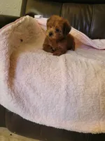 Yorkie poo, a female Yorkipoo for sale in Portsmouth, OH – 2 of 2
