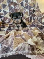 Yorkie, a male Yorkshire Terrier for sale in Ashland, KY – 2 of 4