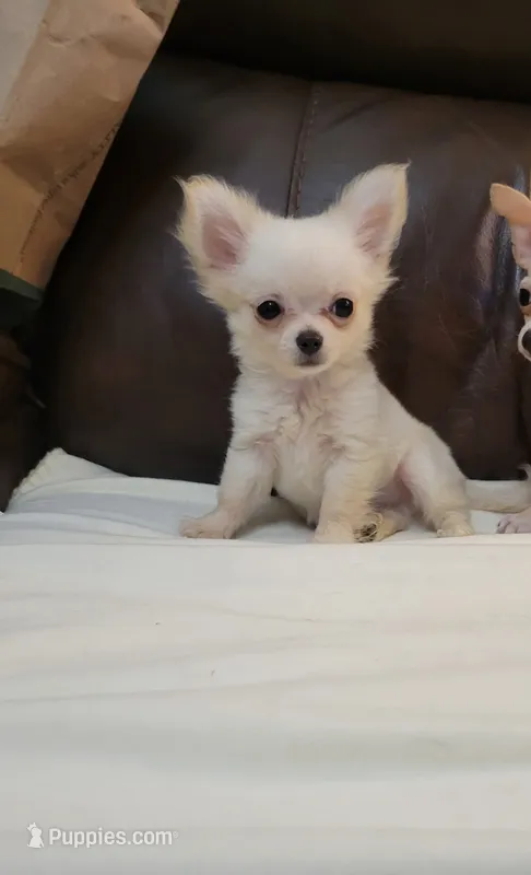 Chihuahua 3 – Chihuahua puppy for sale in Portsmouth, OH