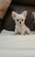 Chihuahua 3, a male Chihuahua for sale in Portsmouth, OH – 1 of 6
