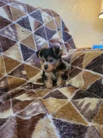 Yorkie 2, a female Yorkshire Terrier for sale in Ashland, KY – 3 of 3