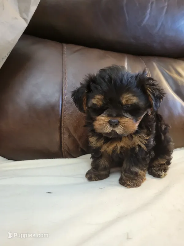 Yorkie  – Yorkshire Terrier puppy for sale in Portsmouth, OH