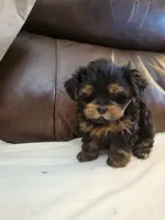 Yorkie , a male Yorkshire Terrier for sale in Portsmouth, OH – 1 of 3