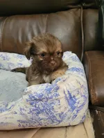Shih tzu 1, a male Shih Tzu for sale in Ashland, KY – 2 of 3