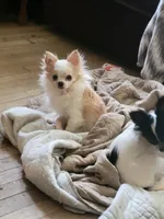 Chihuahua , a female Chihuahua for sale in Portsmouth, OH – 4 of 4