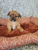 Yorkie 1, a male Chihuahua and Yorkshire Terrier for sale in Ashland, KY – 3 of 3