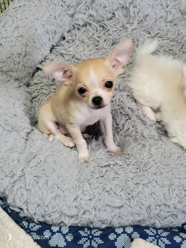 Chihuahua 2