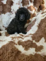 Toy poodle girl, a female Poodle - Toy  for sale in Portsmouth, OH – 4 of 4