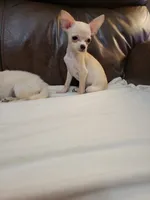 Chihuahua 2, a male Chihuahua for sale in Portsmouth, OH – 2 of 5