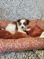 Yorkie 4, a female Chihuahua and Yorkshire Terrier for sale in Ashland, KY – 1 of 3