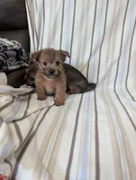 Chorkie 1, a male Chorkie for sale in Ashland, KY – 1 of 4