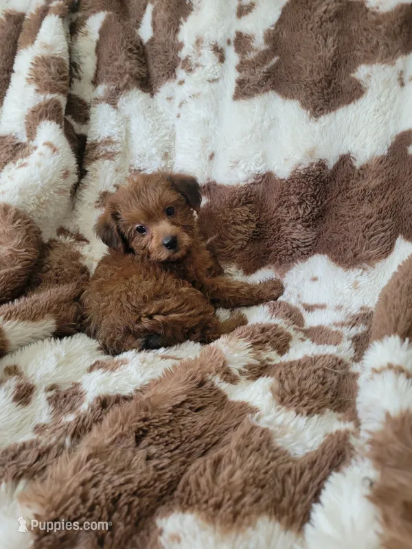 Yorkipoo 1 – Yorkipoo puppy for sale in Ashland, KY