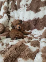 Yorkipoo 1, a female Yorkipoo for sale in Portsmouth, OH – 2 of 4