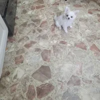 Chihuahua , a male Chihuahua for sale in Portsmouth, OH – Photo 1 of 3