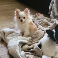 Chihuahua , a male Chihuahua for sale in Portsmouth, OH – Photo 2 of 3