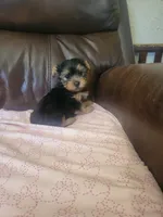 Yorkie, a male Yorkshire Terrier for sale in Ashland, KY – 3 of 4
