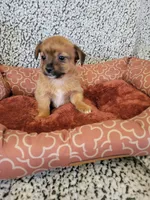 Yorkie 1, a male Chihuahua and Yorkshire Terrier for sale in Ashland, KY – 2 of 3