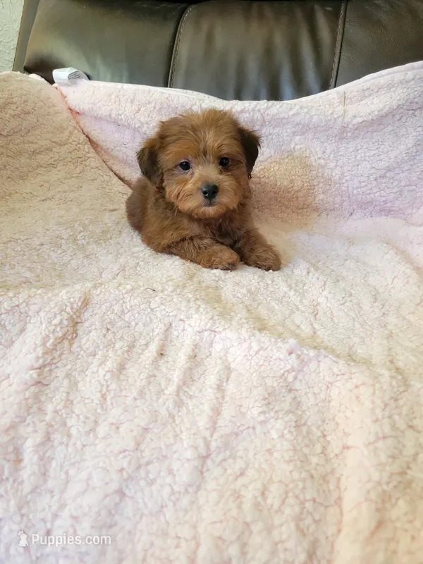 Yorkie poo – Yorkipoo puppy for sale in Portsmouth, OH