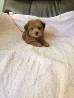 Yorkie poo, a female Yorkipoo for sale in Portsmouth, OH – 1 of 2
