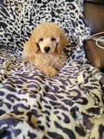 Poodle 4, a male Poodle - Toy  for sale in Portsmouth, OH – 2 of 5