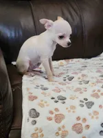 Chihuahua 2, a male Chihuahua for sale in Portsmouth, OH – 3 of 4
