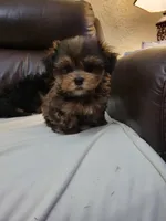 Yorkie 2, a male Yorkshire Terrier for sale in Portsmouth, OH – 2 of 3
