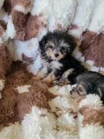 Yorkiepoo 3 Girl, a  Yorkipoo for sale in Portsmouth, OH – 2 of 2