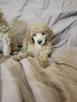 ToyPoodle 1, a male Poodle - Toy  for sale in Portsmouth, OH – 1 of 3