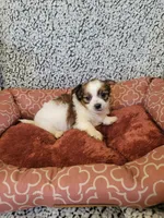 Yorkie 4, a female Chihuahua and Yorkshire Terrier for sale in Ashland, KY – 2 of 3