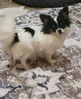 Chihuahua , a female Chihuahua for sale in Portsmouth, OH – 3 of 4